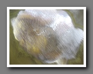 [Click to enlarge image]